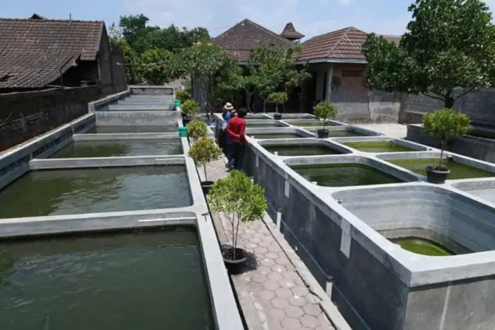 Kerjasama berbisnis di bidang perikanan pertanian dan peternakan