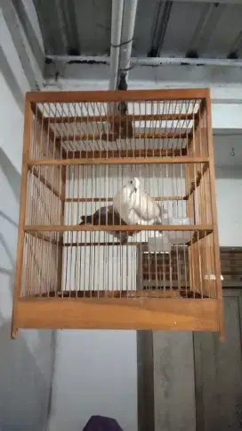 Puter pelung sepasang