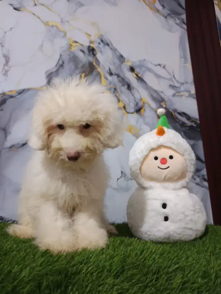 Poodle putih bule betina