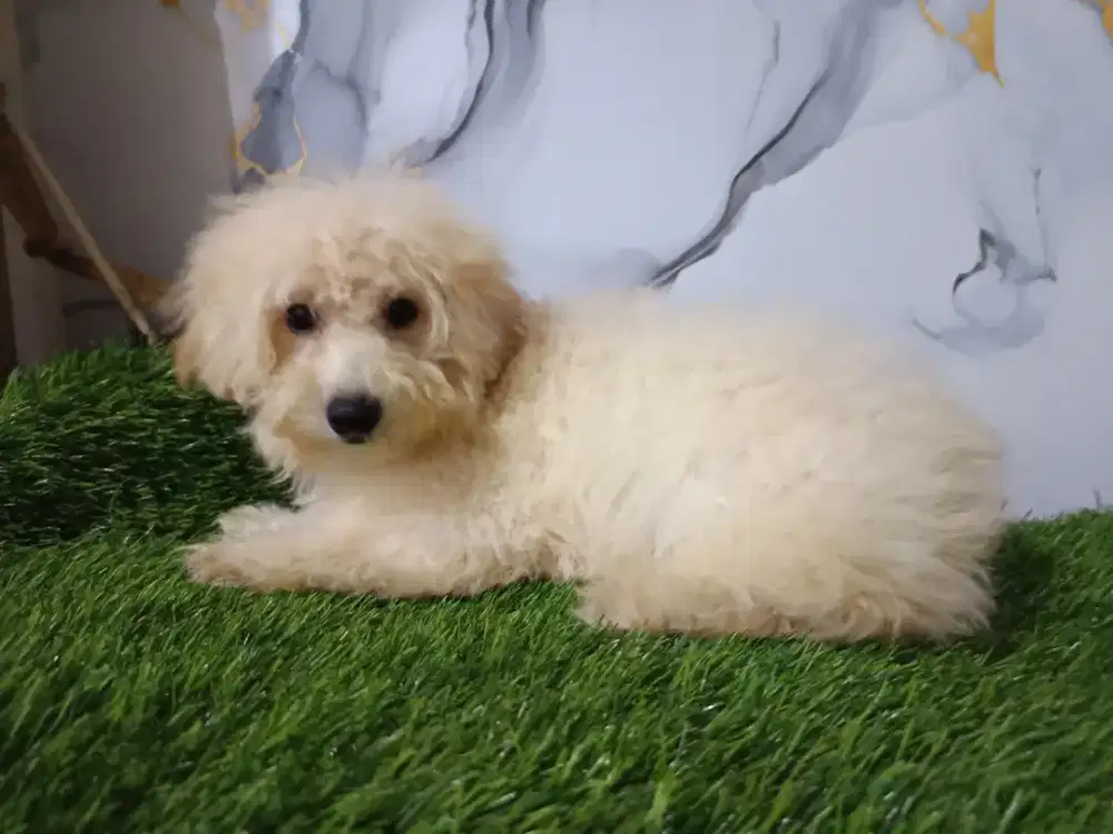 Poodle betina aprikot