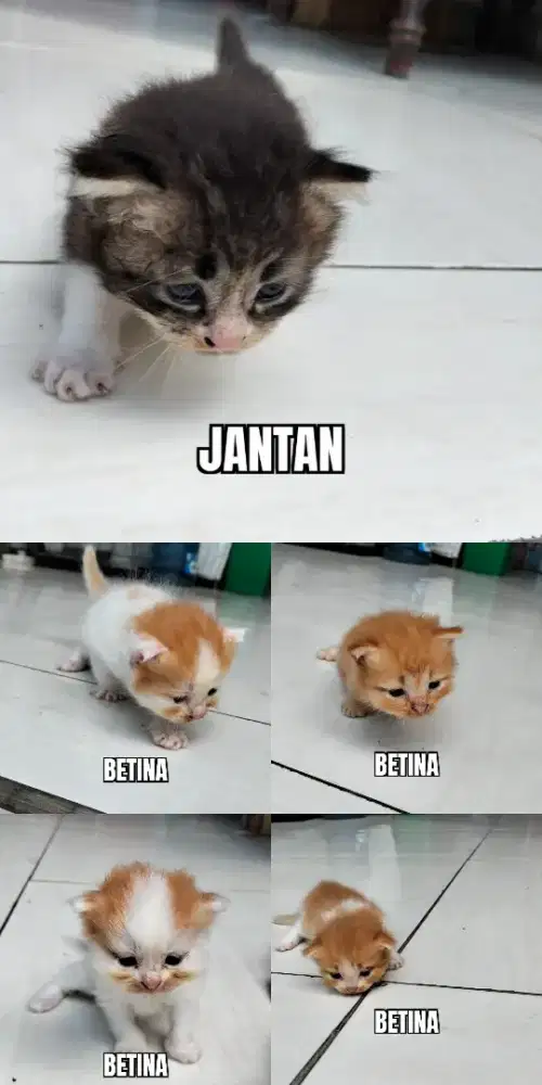 Anak kucing mixdom