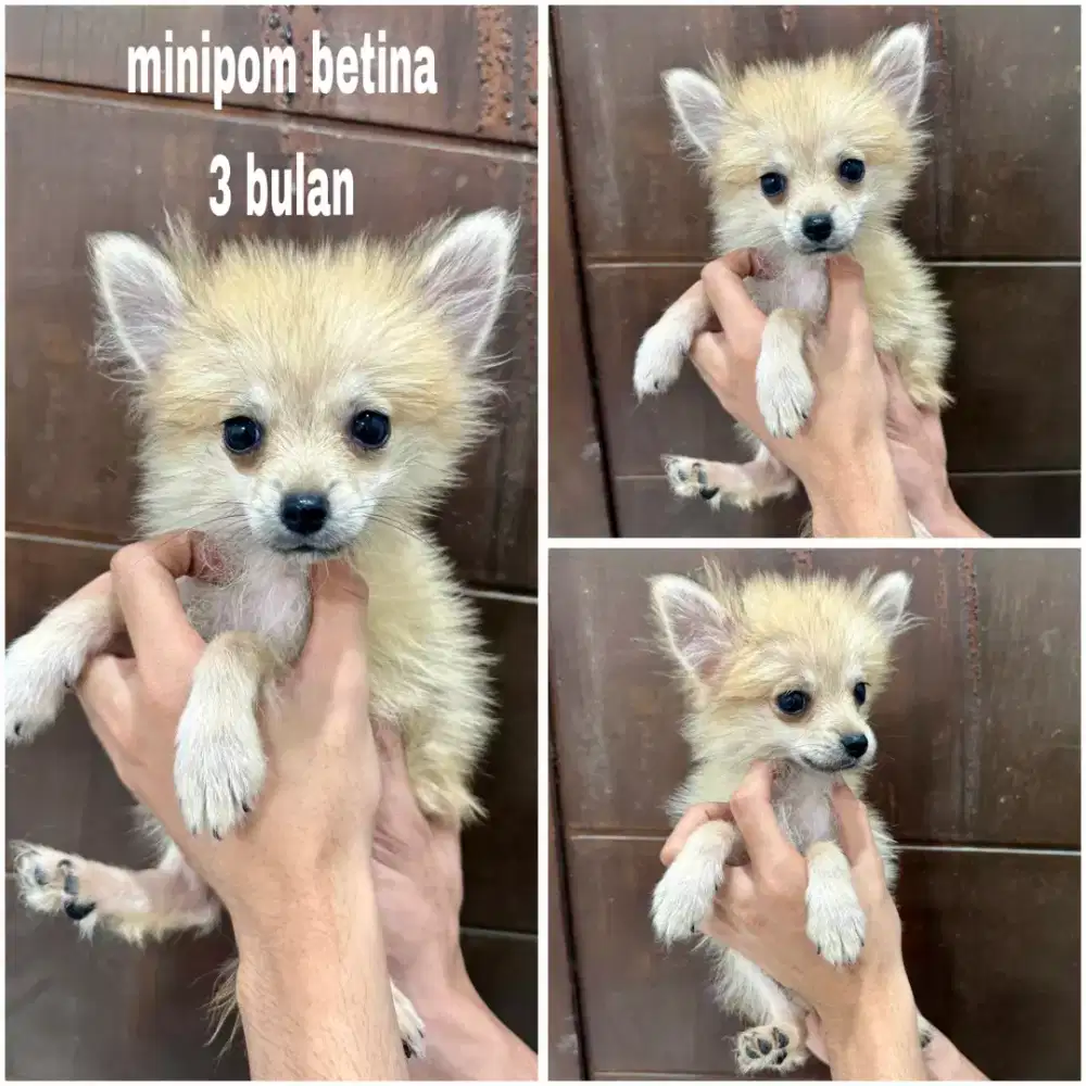 Bichon betina stb