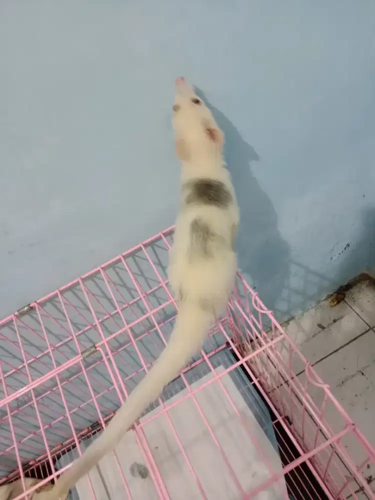 Musang marble betina