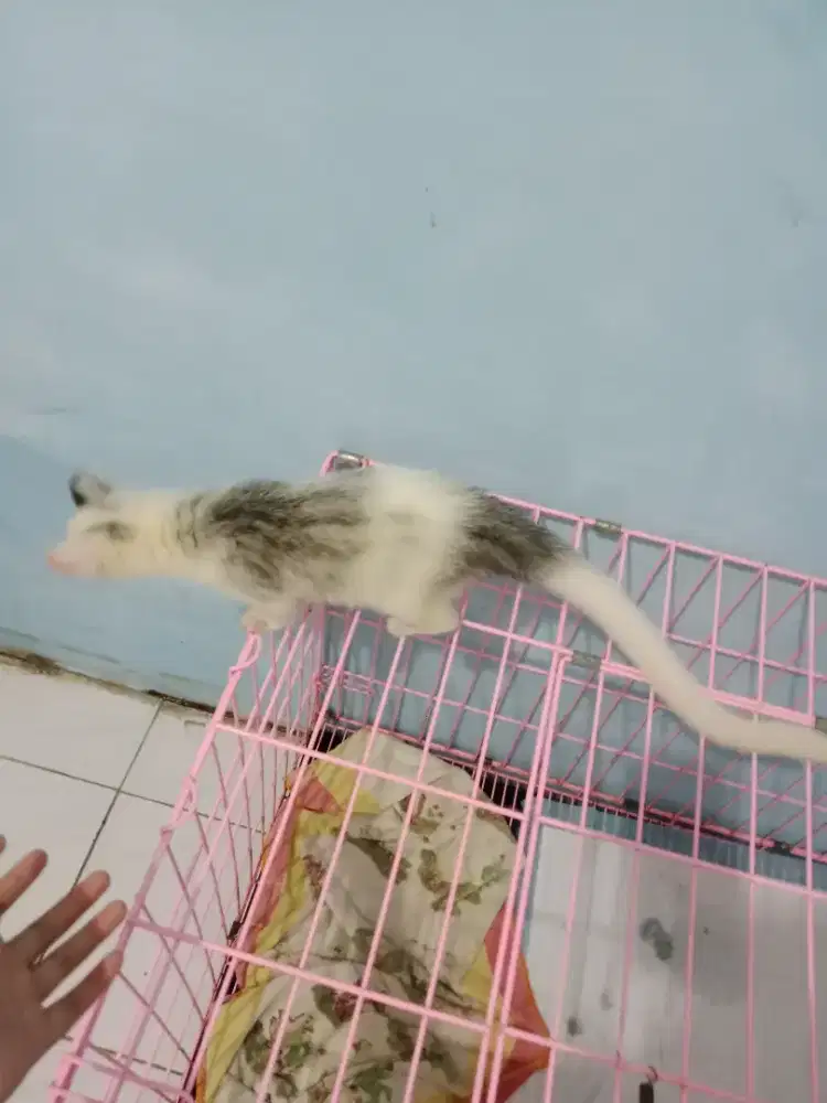 Musang marble betina