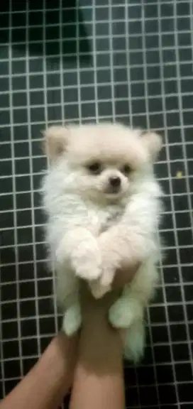 Jual puppys Minipom