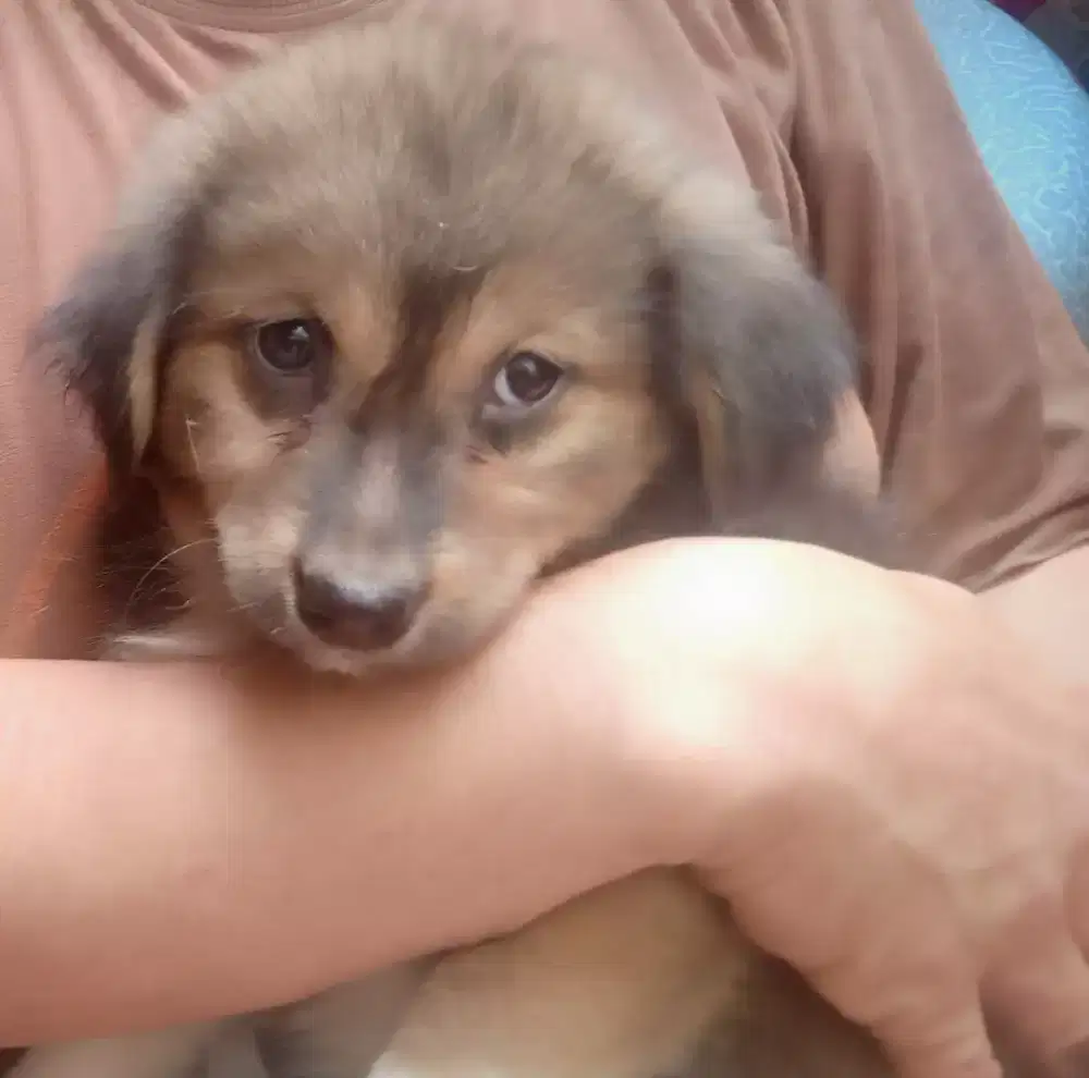 Anak anjing imut lucu