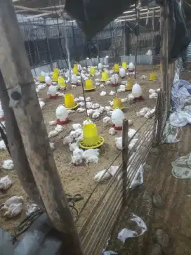 JAGA PETERNAKAN AYAM TANPA IJAZAH