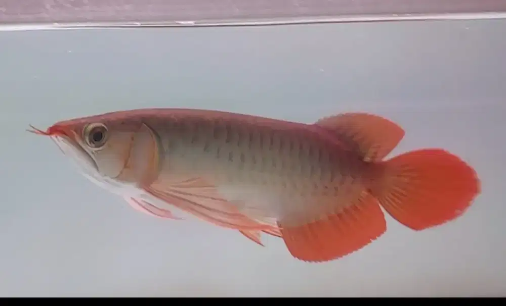 Arwana super red