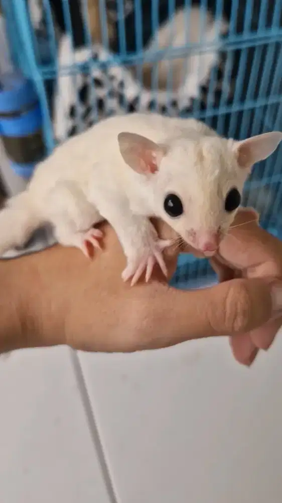 Sugar glider leucistic