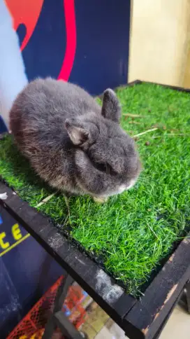 Kelinci netherland dwarf