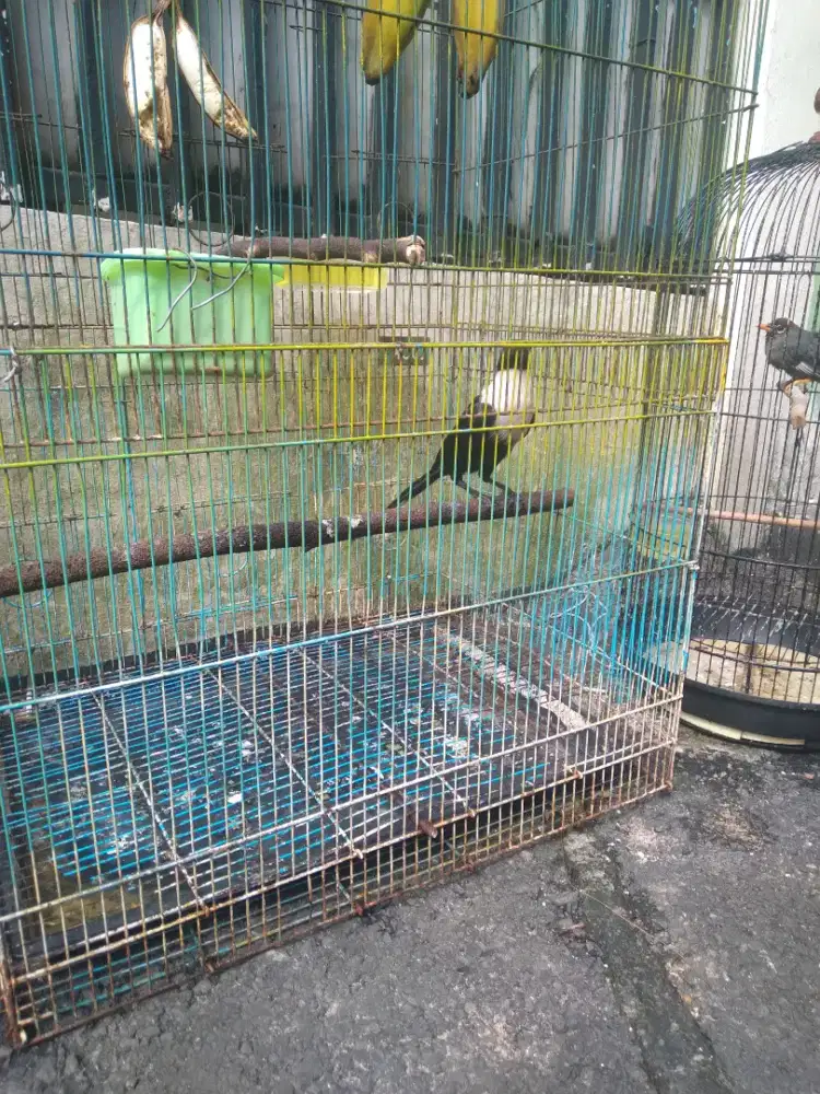 Burung bilbong pendeta ekor 40cm panjang jantan mulus rawatan lama