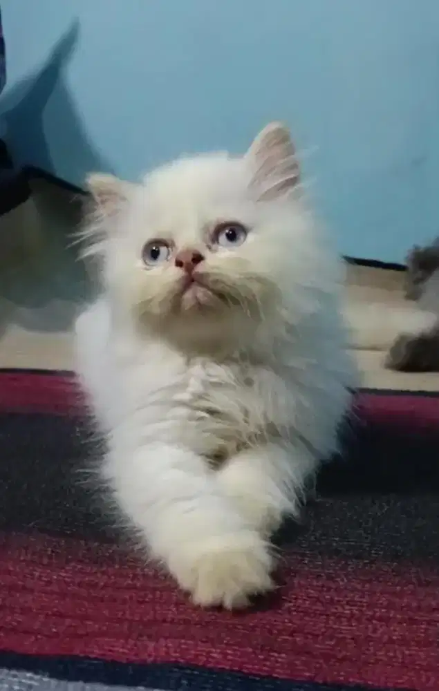 Kiteen Persia longhair jantan umur 2,5 bulan
