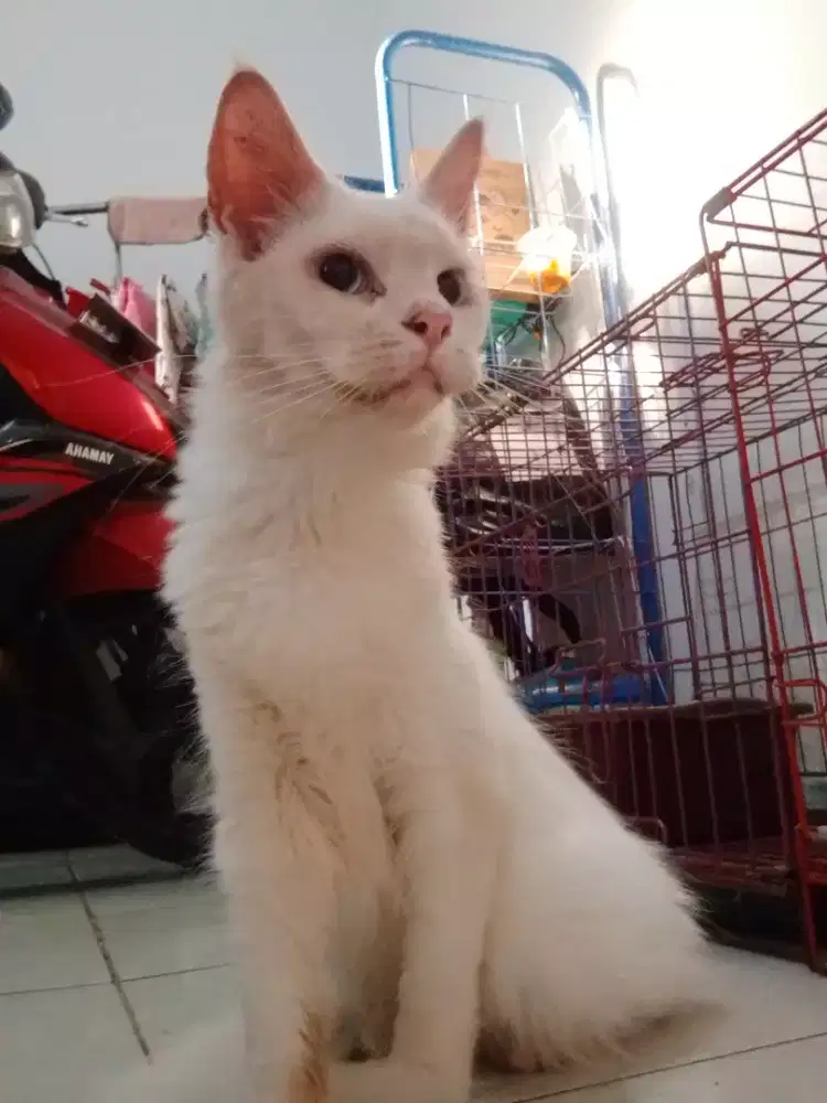 Kuring mainecoon betina non ped
