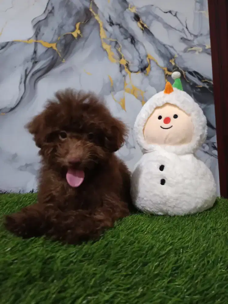 Poodle Choco jantan