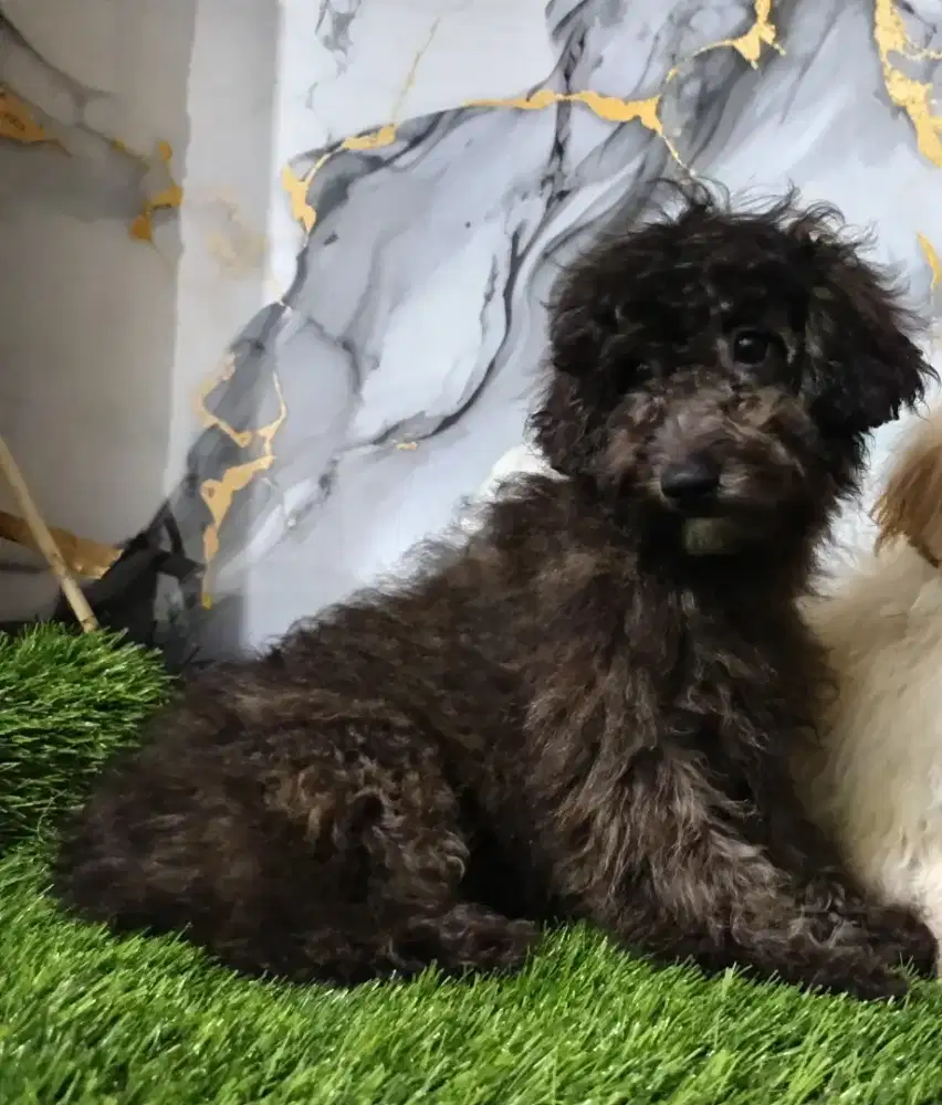 Poodle betina dark silver
