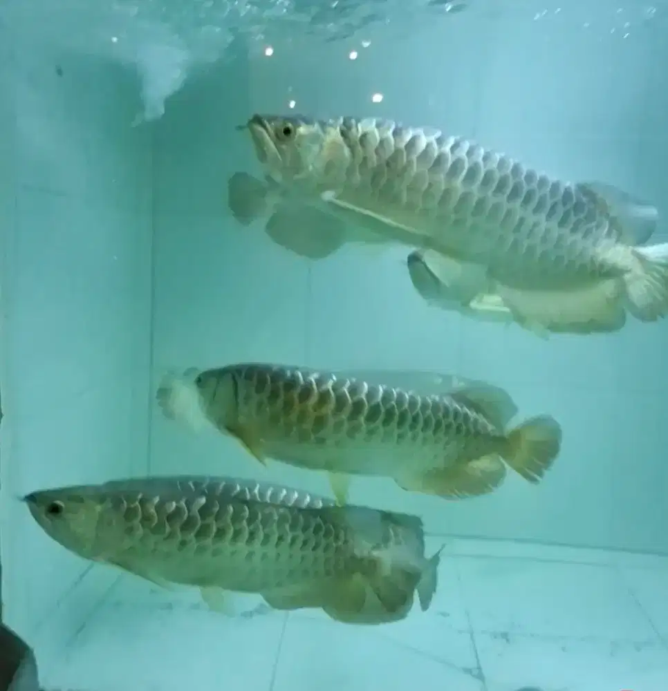 Indukan arwana golden crossback