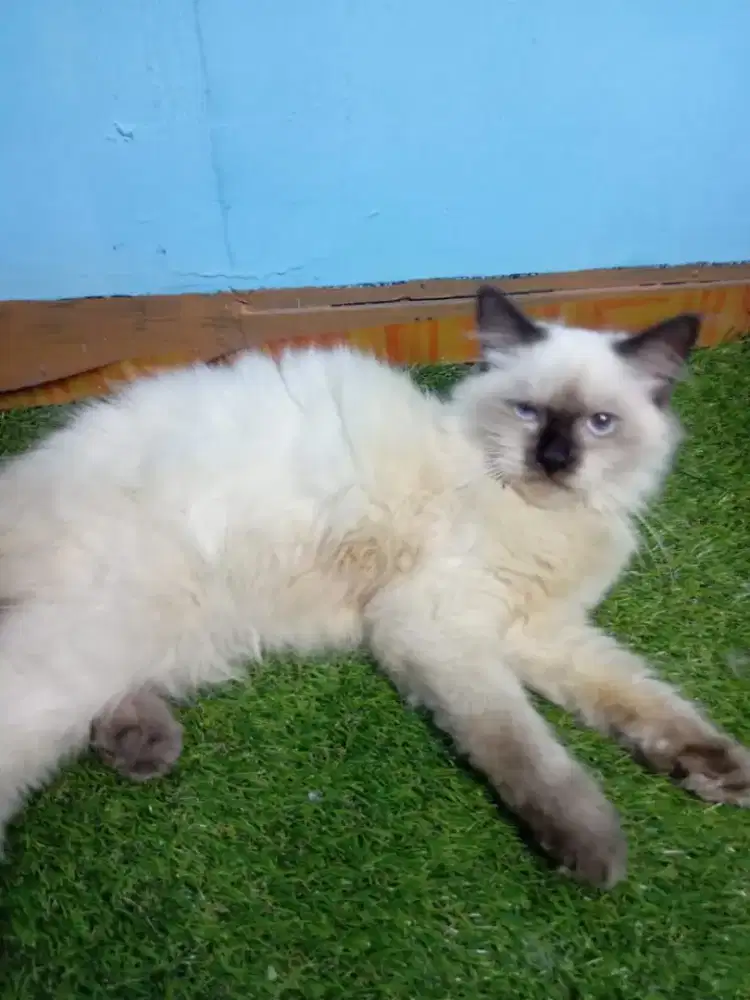Himalaya x ragdoll (midoll)