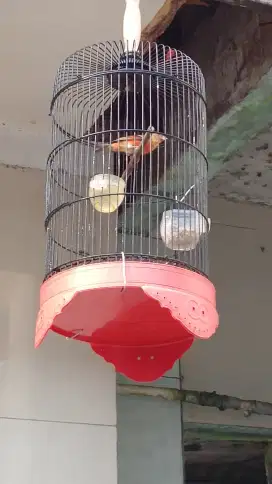 Siskin kenari mule silangan
