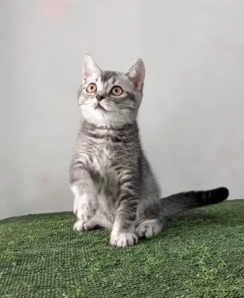 Scottish Straight kitten