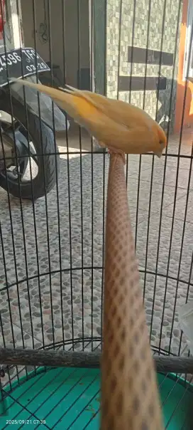 Burung kenari AFS gacor muda