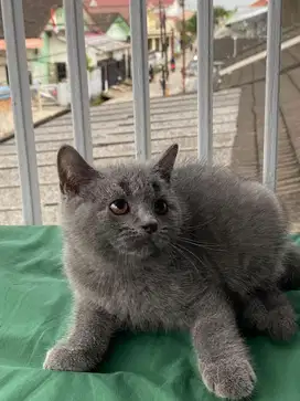 kucing british shorthair