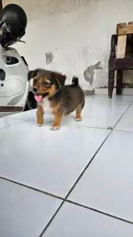 Pom Mix Shitzu Mix Corgi