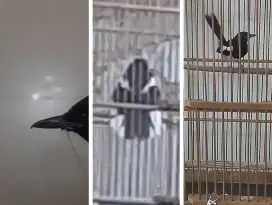 Kacer daput prospek
