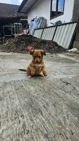 Pom Mix Shitzu Mix Corgi