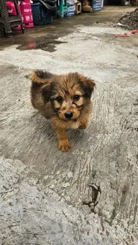 Pom Mix Shitzu Mix Corgi