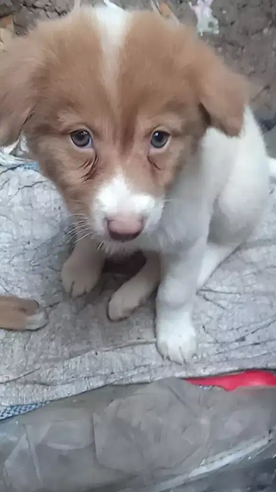 Anak anjing usia 3 bulan