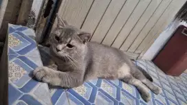 Kucing british shorthair Bsh blue golden Jantan