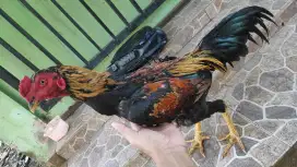 Ayam bangkok.Pama
