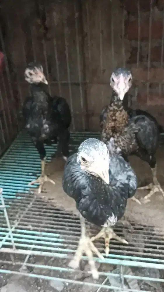 Ayam bangkok 3 ekor