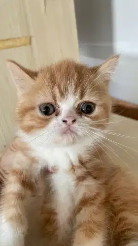 Anakan BSH Persian peaknose