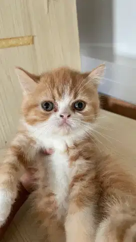 Anakan BSH Persian peaknose