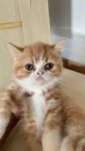 Anakan BSH Persian peaknose