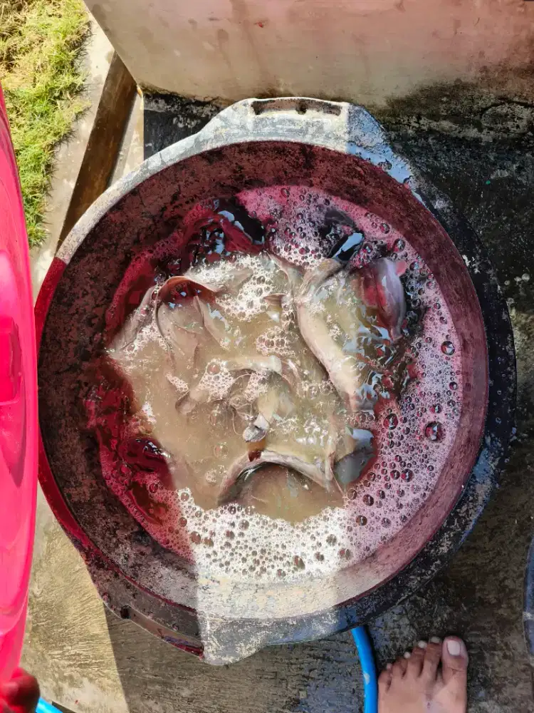Lele Mentah Konsumsi Per Kg 7-8 Ekor