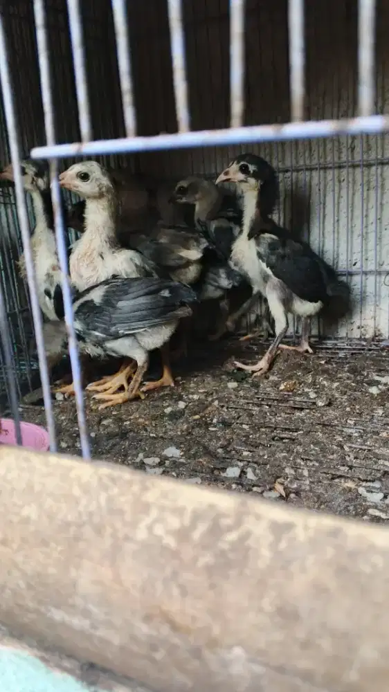 Pitik ayam Bangkok 2 bulan