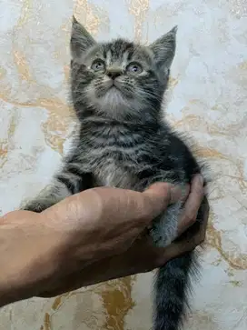 kucing kitten BSH Munchkin