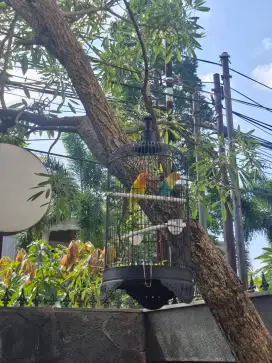 Dijual cepat sepasang Burung love bird