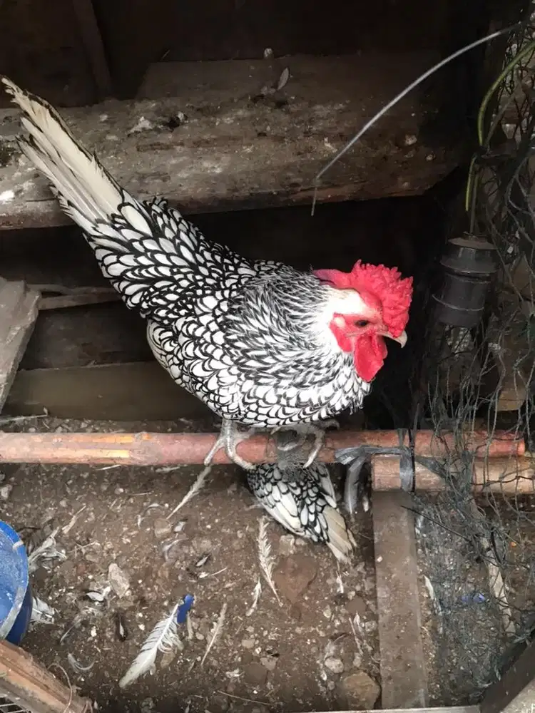 ayam batik italy pasangan/borong