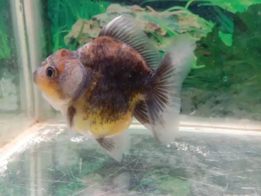 Ikan hias koki gemoy
