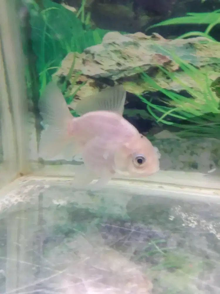 Ikan hias koki gemoy