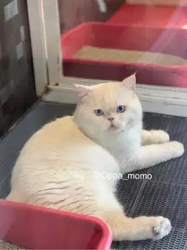 Kucing british shorthair (BSH) jantan BLUE EYES