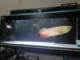 Ikan Arwana golden red dan Chana Auranti plus Aquriumnya