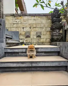 Anjing Pom mini TERMURAH