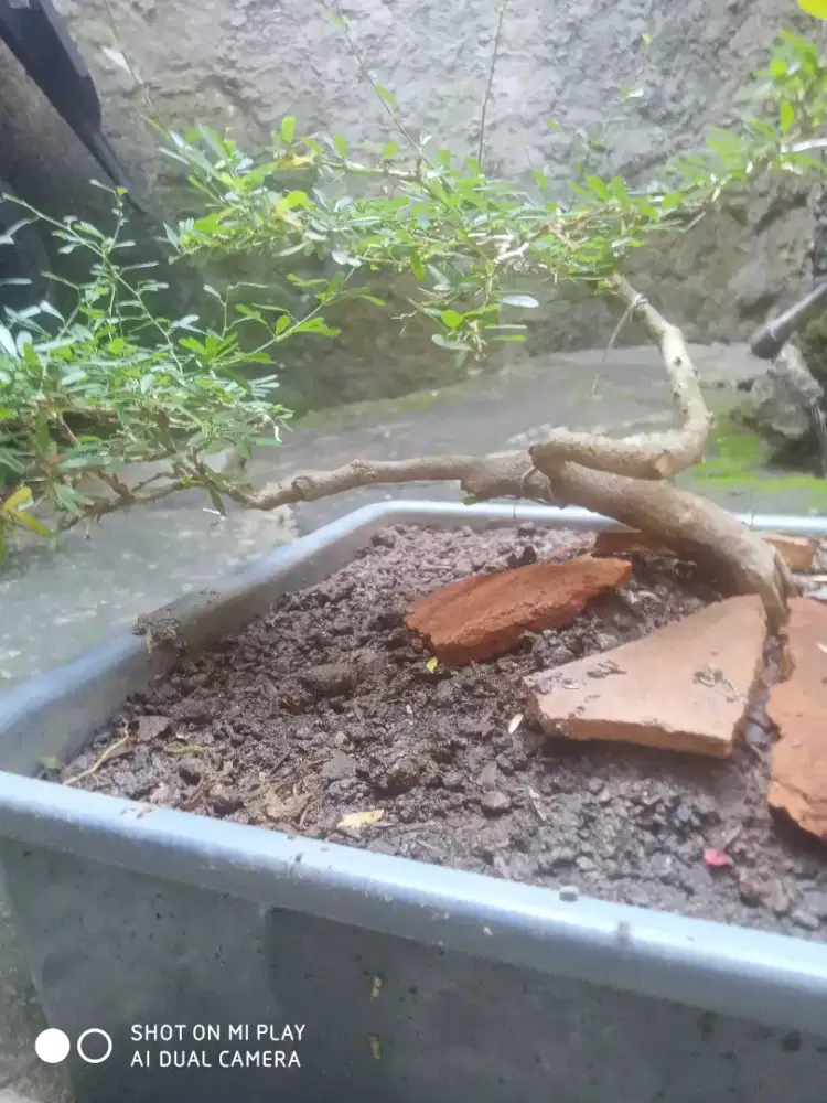 Bonsai saeng sumber vietnam