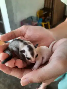 Sugarglider mozaik