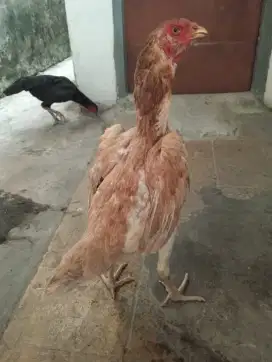 Ayam betina Mangon vdeo Abar ada