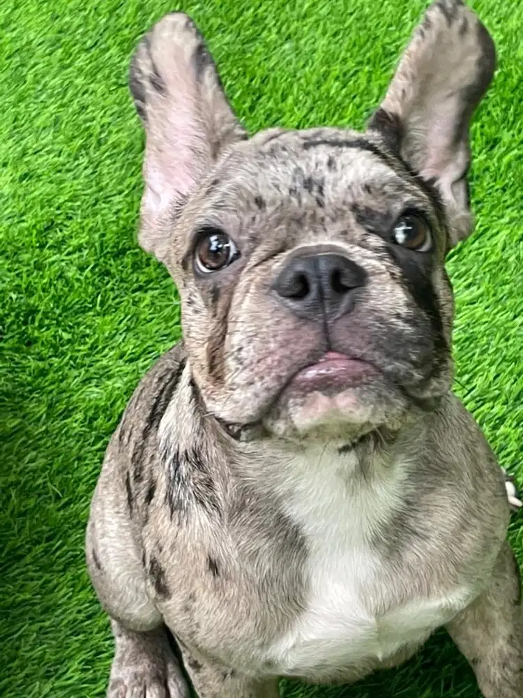 Frech bulldog merle (male)